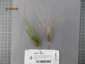 Click for 3 image(s) for this accession.